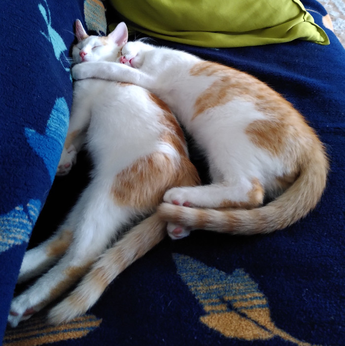 Katzenkinder